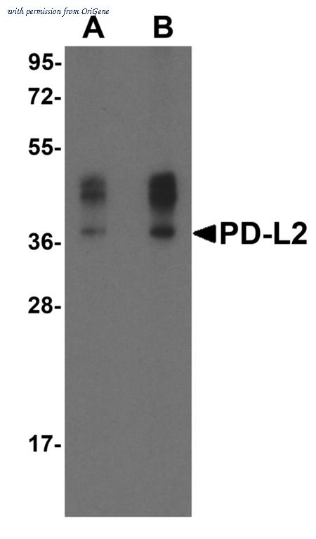 OriGene TA355061 image 1