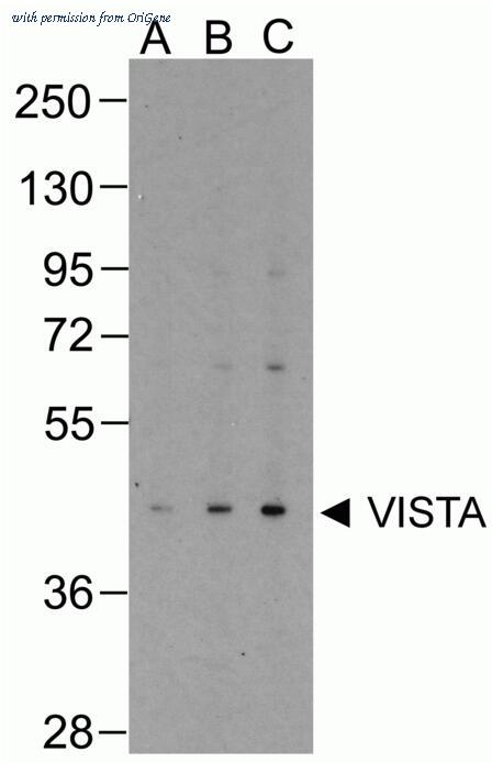 OriGene TA355117 image 1
