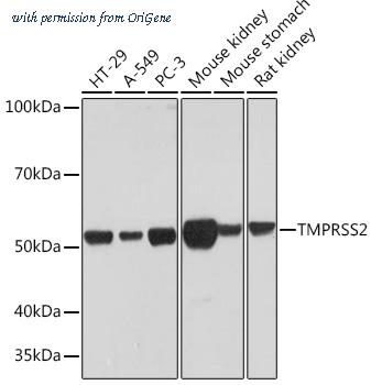 OriGene TA355161 image 1