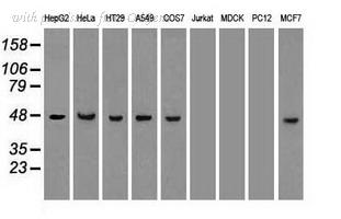 OriGene TA500017S image 1