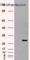 OriGene TA500026S image 1