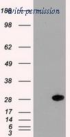 OriGene TA500027S image 1