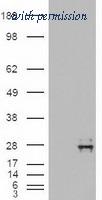 OriGene TA500034BM image 1