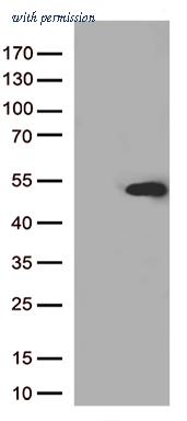 OriGene TA500038BM image 1