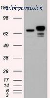 OriGene TA500048S image 1