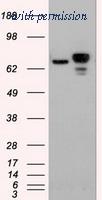 OriGene TA500049AM image 1