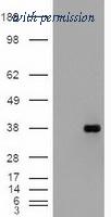OriGene TA500054S image 1