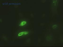 OriGene TA500055BM image 1