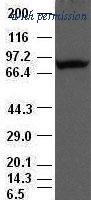 OriGene TA500070AM image 1