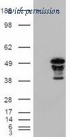 OriGene TA500073S image 1
