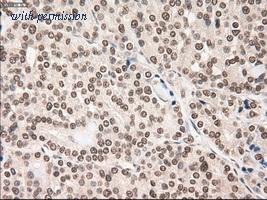 OriGene TA500078S image 1