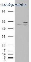 OriGene TA500080S image 1