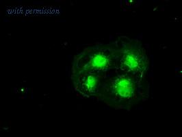 OriGene TA500099S image 1