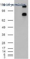 OriGene TA500123S image 1