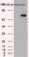 OriGene TA500177AM image 1