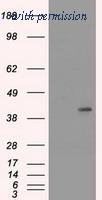 OriGene TA500212S image 1