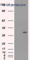 OriGene TA500214S image 1