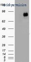 OriGene TA500239S image 1