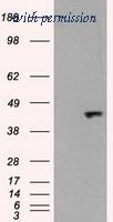 OriGene TA500276S image 1