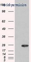 OriGene TA500322S image 1