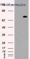 OriGene TA500331S image 1