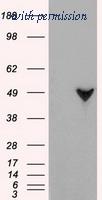 OriGene TA500335S image 1
