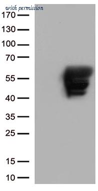 OriGene TA500336S image 1