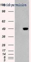OriGene TA500338S image 1