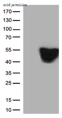 OriGene TA500342S image 1