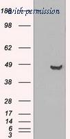 OriGene TA500343BM image 1