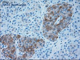 OriGene TA500371S image 1