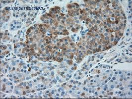 OriGene TA500378AM image 1