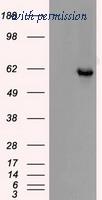 OriGene TA500384AM image 1