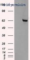 OriGene TA500385AM image 1