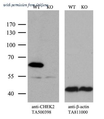 OriGene TA500398S image 1