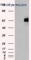OriGene TA500400S image 1