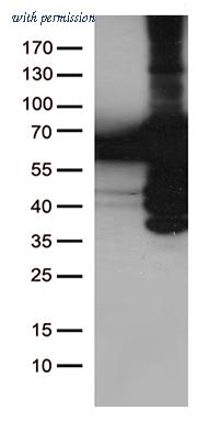 OriGene TA500401S image 1