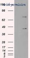 OriGene TA500410S image 1