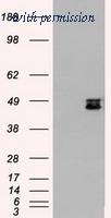 OriGene TA500411S image 1
