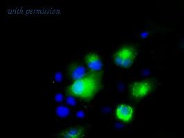 OriGene TA500423S image 1