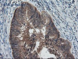 OriGene TA500425S image 1