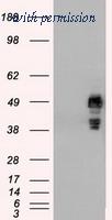 OriGene TA500427S image 1