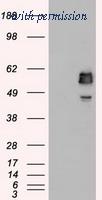 OriGene TA500436S image 1