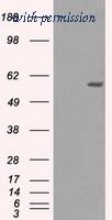 OriGene TA500437S image 1