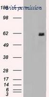 OriGene TA500442S image 1