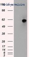 OriGene TA500450S image 1