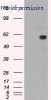 OriGene TA500451S image 1