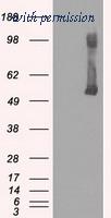 OriGene TA500459S image 1