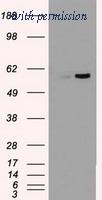 OriGene TA500461S image 1