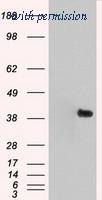 OriGene TA500467S image 1